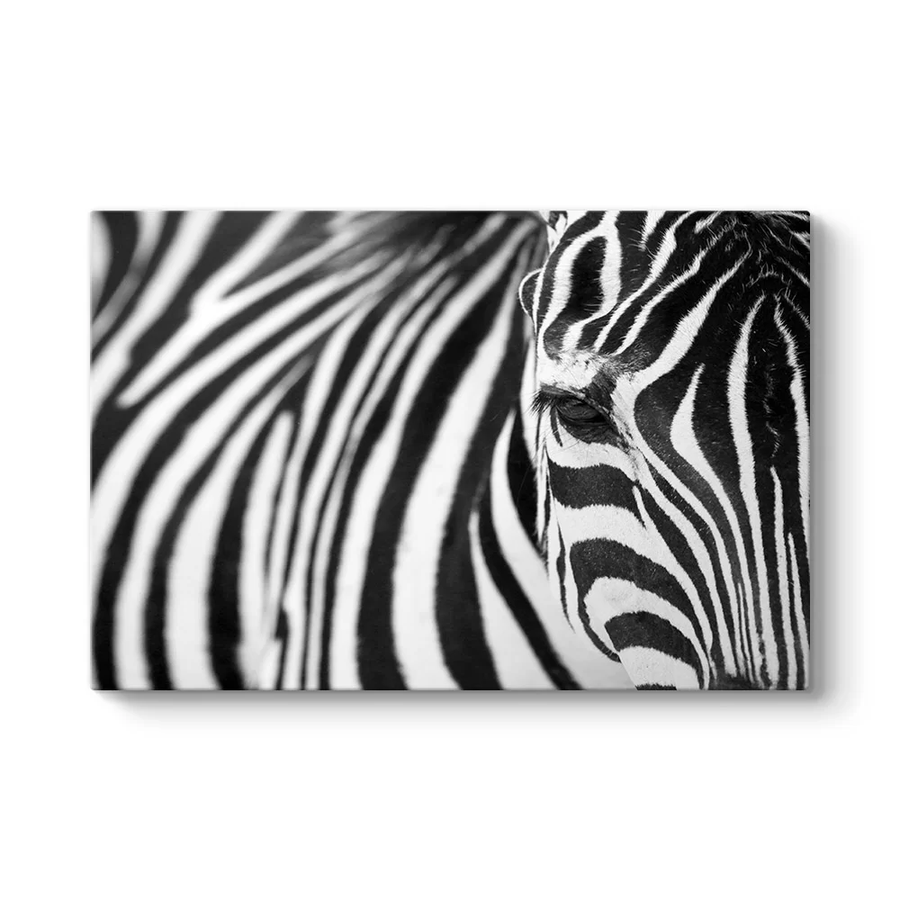 Zebra Tablosu - Model 1